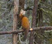 PineMartin6612